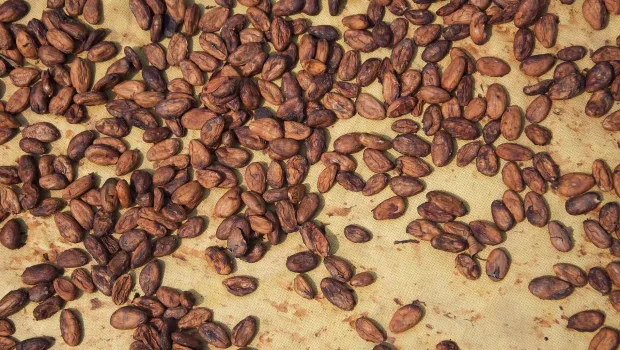 Granular dry products 2
